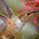 Illustration for article titled Word of the Day: iFlit/i